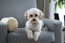 A small, fluffy white dog with light brown ears is lying on a gray, striped armchair with its front paws extended. A round, yellow cushion is beside the dog, and a plant is visible in the background.